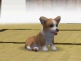 Nintendogs : Plus d'images