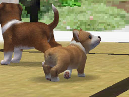 Nintendogs : Plus d'images