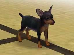 Nintendogs : Plus d'images