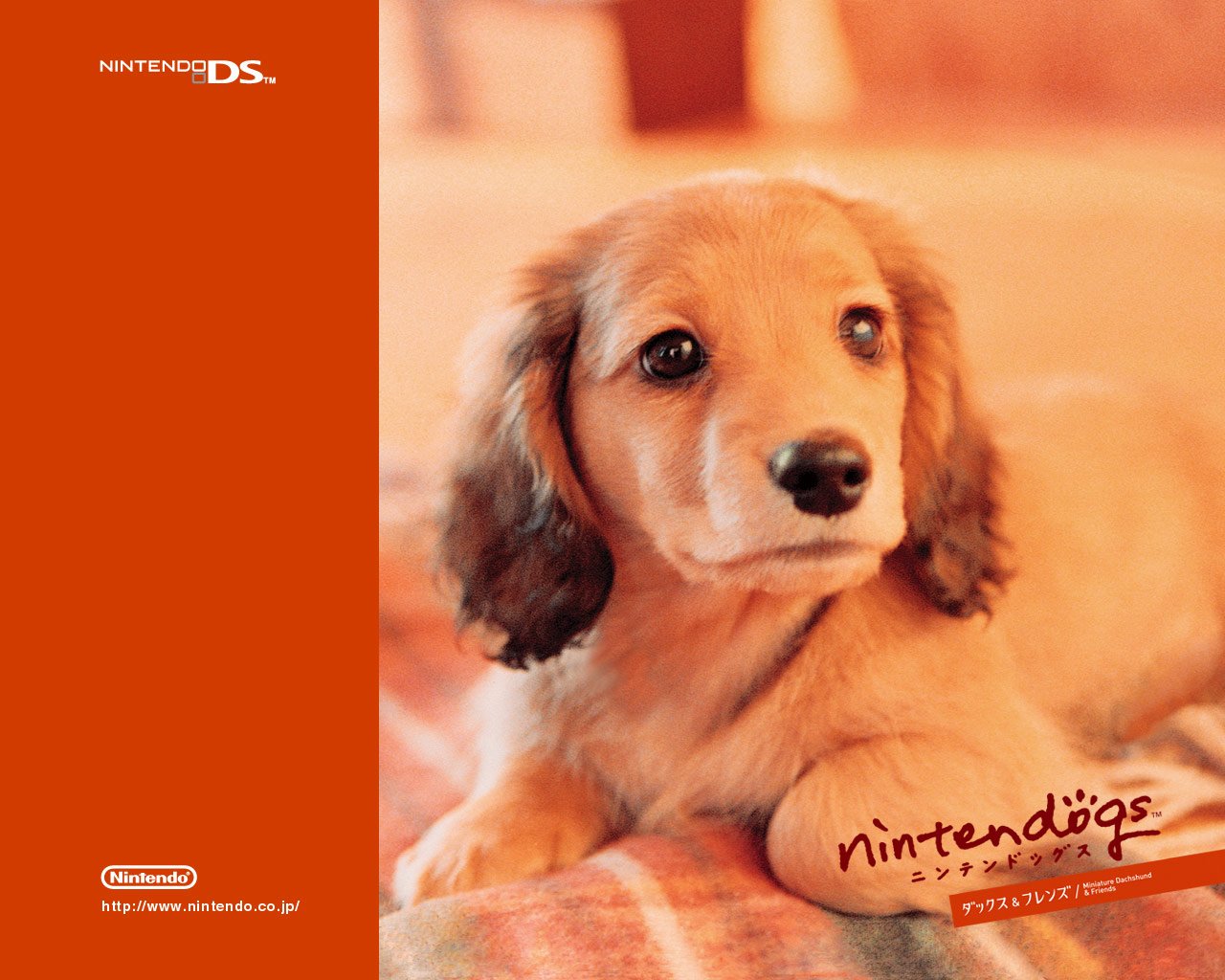Nintendogs : Plus d'images
