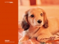 Nintendogs : Plus d'images