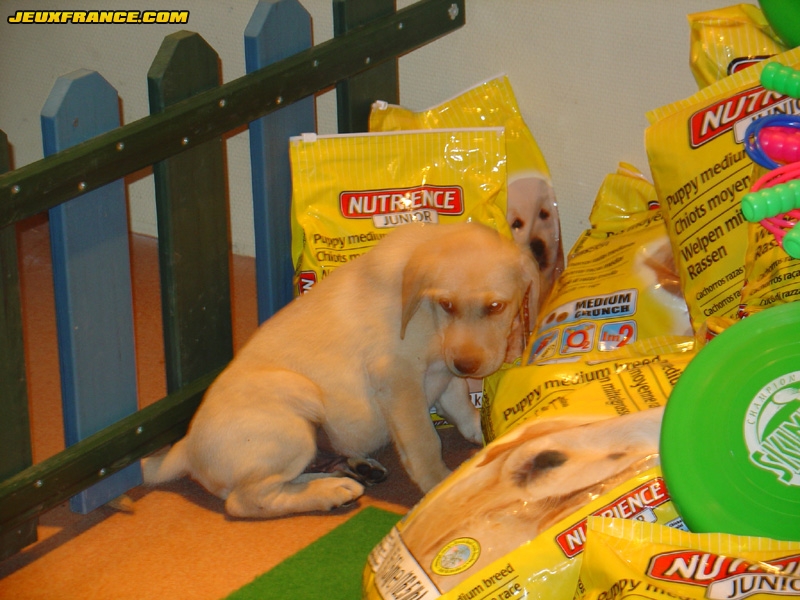 Une soirée qui a du chien !