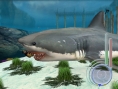 Un requin rôde dans le coin