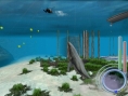 Un requin rôde dans le coin