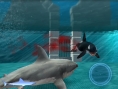 Un requin rôde dans le coin