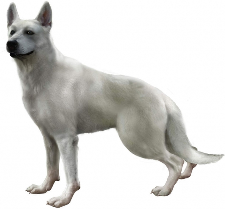 Haunting Ground : Images et Artworks