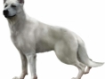Haunting Ground : Images et Artworks