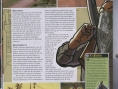 GTA : San Andreas sur Xbox dévoilé