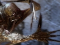 Alone in the Dark: premières images