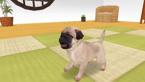 The Dog Happy Life en images