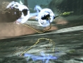 Fatal Inertia fonce en images