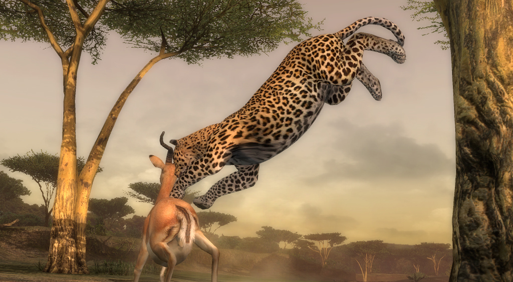 Afrika : images & vidéo