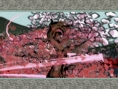 Okami Wii : nouvelles images