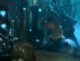 Bioshock 2 : infos croustillantes sur le multi