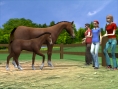 Images Cheval & Poney