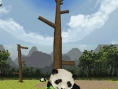 Panda annoncé sur Nintendo DS