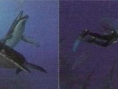 Endless Ocean 2: new images