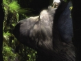 The Last Guardian : pour quelques images de plus