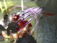 Nier: new images