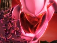 Dragon Ball Raging Blast 2 : avalanche d'images