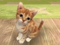 MX TV Show : vidéo Nintendogs+Cats