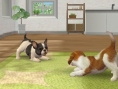 MX TV Show : vidéo Nintendogs+Cats