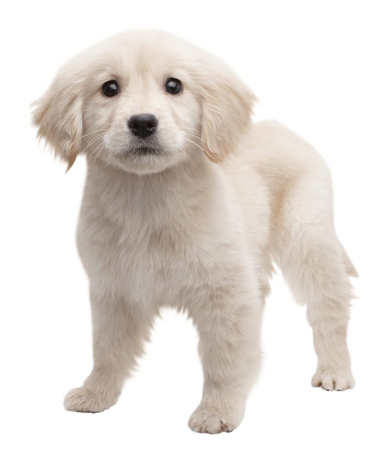 3DS: images Nintendogs + Cats