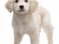 3DS : images Nintendogs + Cats