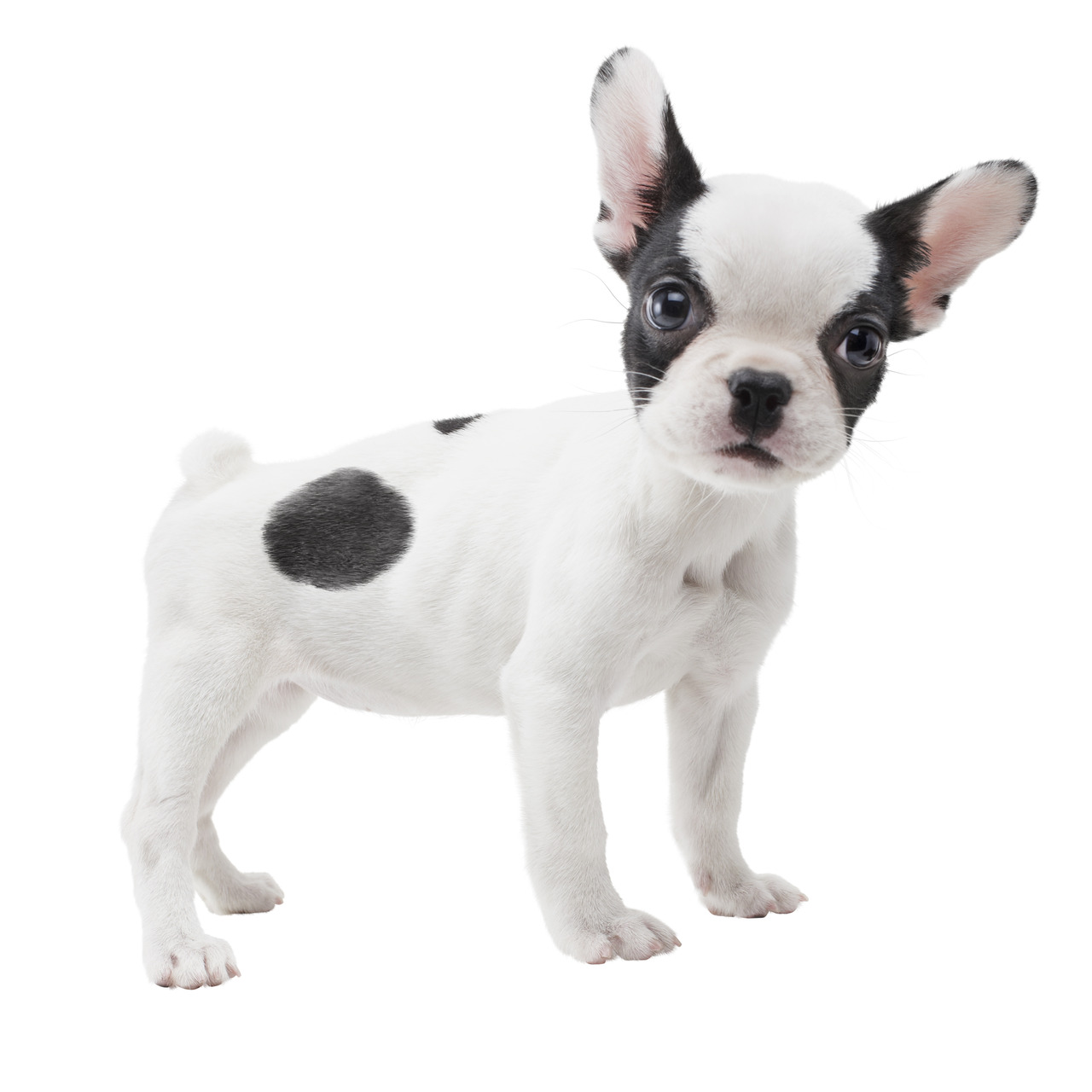 3DS : images Nintendogs + Cats