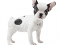 3DS : images Nintendogs + Cats