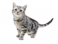 3DS : images Nintendogs + Cats