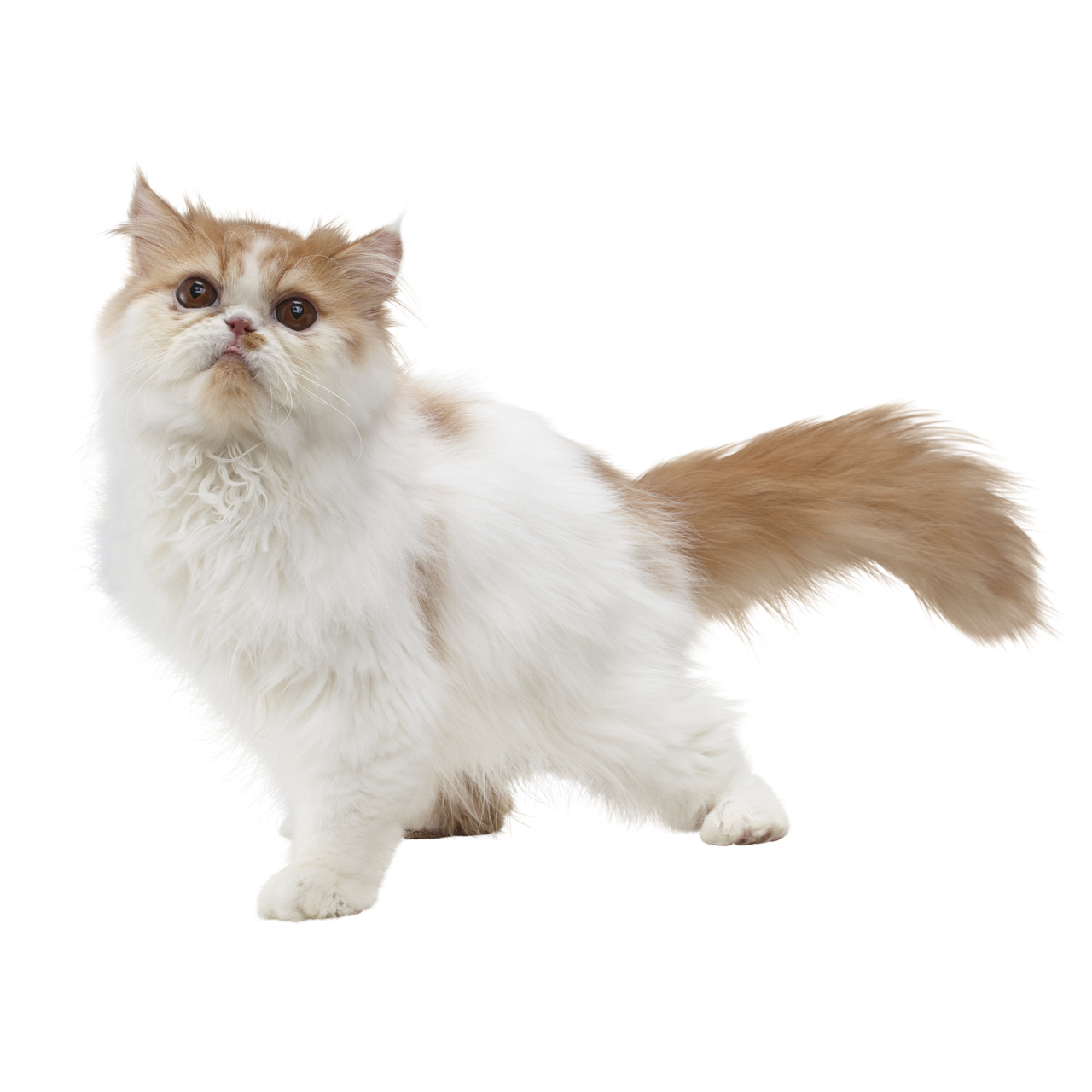3DS: images Nintendogs + Cats