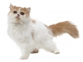 3DS : images Nintendogs + Cats