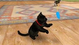 Screens Nintendogs + Cats