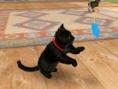 Screens Nintendogs + Cats