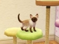 Screens Nintendogs + Cats