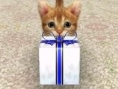 Screens Nintendogs + Cats
