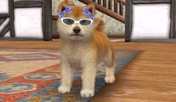 Screens Nintendogs + Cats