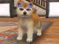 Screens Nintendogs + Cats