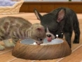 Screens Nintendogs + Cats