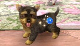 Screens Nintendogs + Cats
