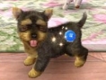 Screens Nintendogs + Cats