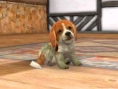 Screens Nintendogs + Cats