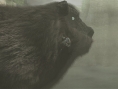 Screens-Video Ico & Shadow of the Colossus Collection
