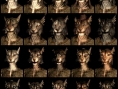 TES V Skyrim : les dix races