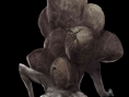 Images and video Dark Souls