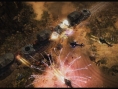 Images Renegade Ops