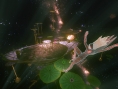 Gravity Daze: new release date