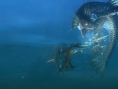 Screens Monster Hunter 3 Ultimate