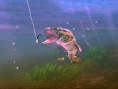 Screens-Video Rapala for Kinect